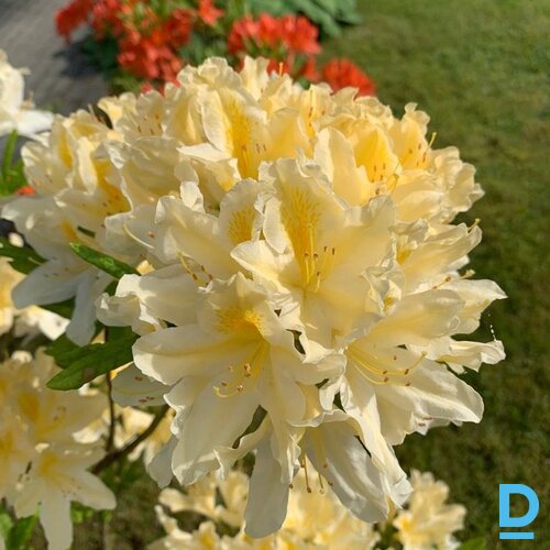 Īres māja Jūrmalā