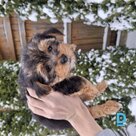 Pārdod Jorkšīras terjers