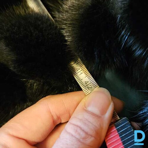 Pārdod winjevel Ūdeļādas kažoks