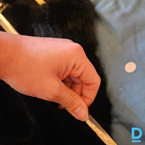 Pārdod winjevel Ūdeļādas kažoks