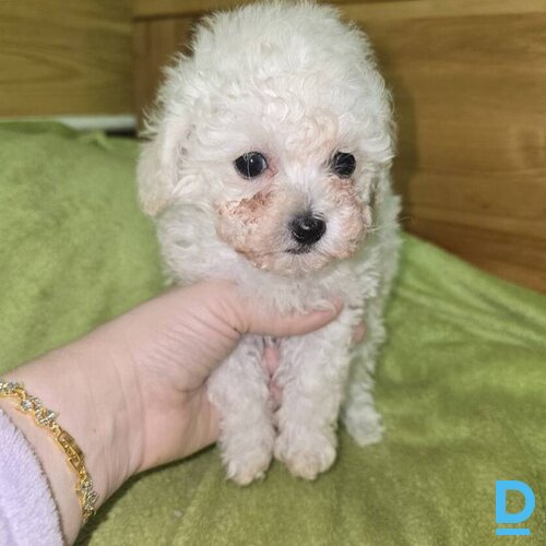 Toipūdeļu kucēni meklē mīlošas mājas