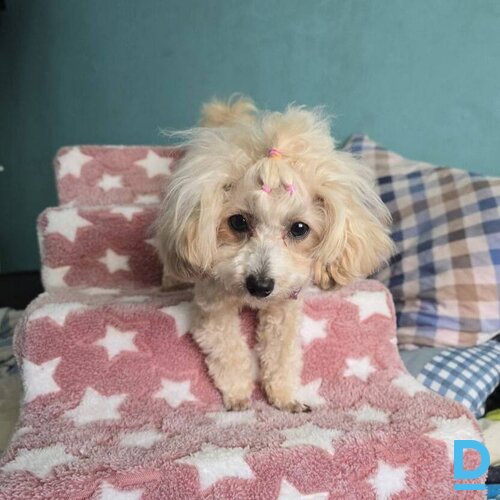 Toipūdeļu kucēni meklē mīlošas mājas