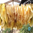 Продают Семена пряности