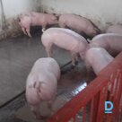 Pārdod gaļas maltītes kg