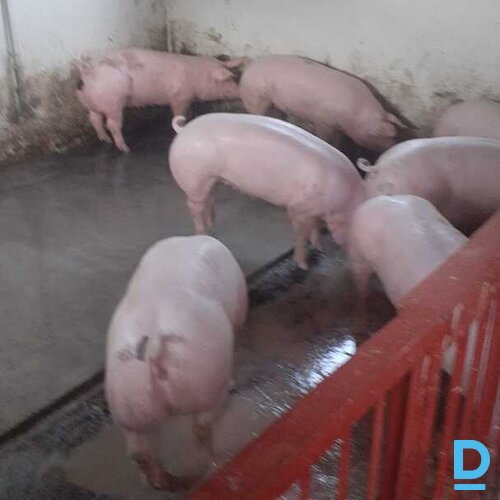 Pārdod gaļas maltītes kg