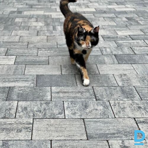 Piedāvā Bruģēšana Ogres raj. mob.26935400