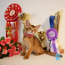 For sale Abyssinian cat