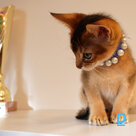 Продают Абиссинская кошка