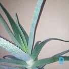 For sale Aloe vera
