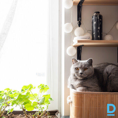 Pārdod dzīvokli Lienes iela 18