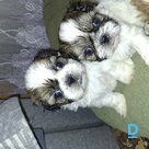 For sale Shih Tzu