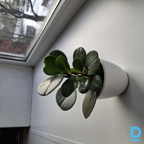 Pārdod Telpaugi Peperomija