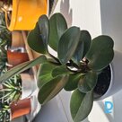 Pārdod Telpaugi Peperomija