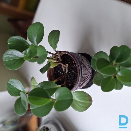 Pārdod Telpaugi Peperomija