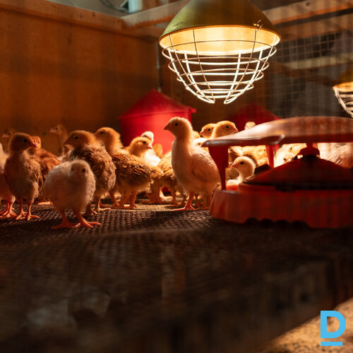 Pārdod māju Ziedkalnu iela 12