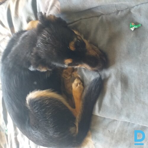 Atdod Bezšķirnes suns