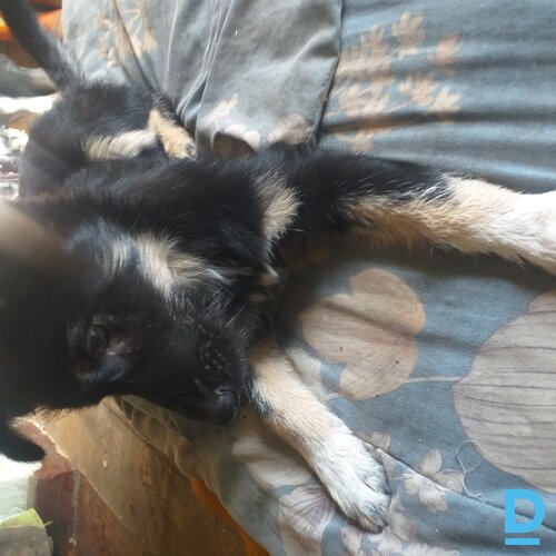 Atdod Bezšķirnes suns