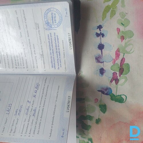 Atdod Bezšķirnes suns