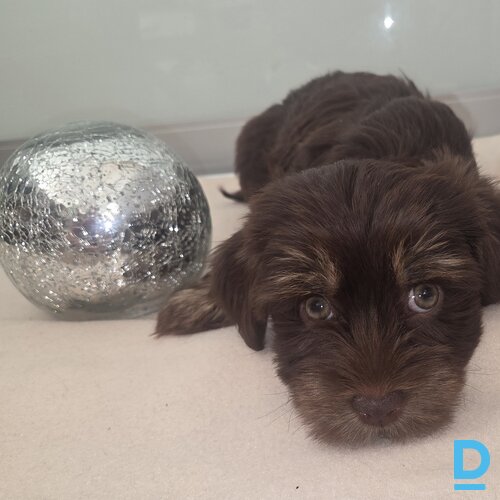 Pārdod Jorkšīras terjers