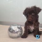 Pārdod Jorkšīras terjers