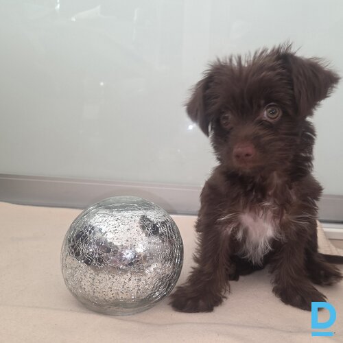 Pārdod Jorkšīras terjers