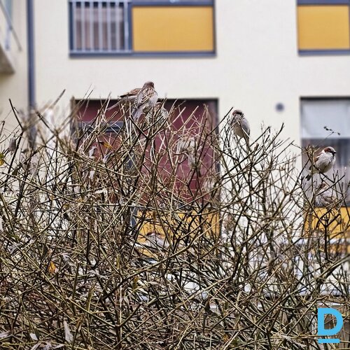 2 istabu dzīvoklis MežaCiems projektā ar balkonu