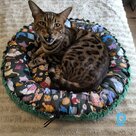 Cat bed (50cm)